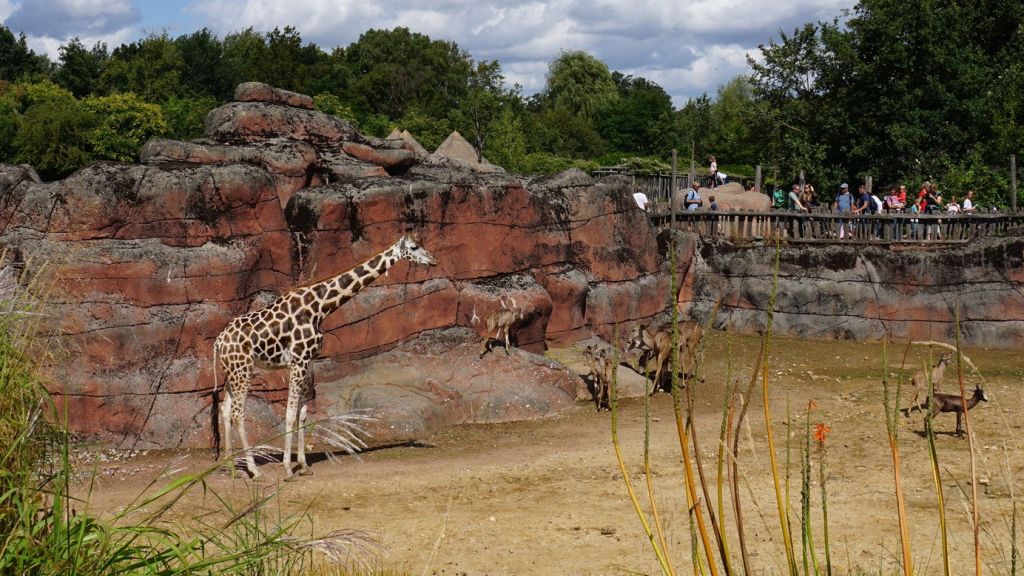 giraf in een dierentuin